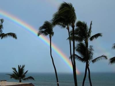 Maui rainbow