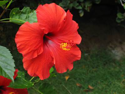 red hibiscus