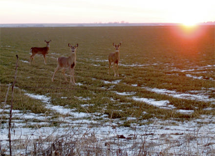 deer at sunset