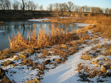 cattails at sunset