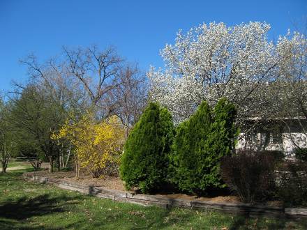 backyard in the spring