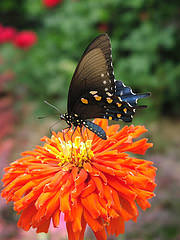 blue butterfly