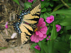 blue and yellow butterfly