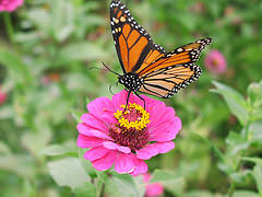 Monarch butterfly