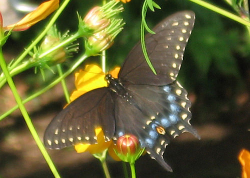 black swallowtail butterfly