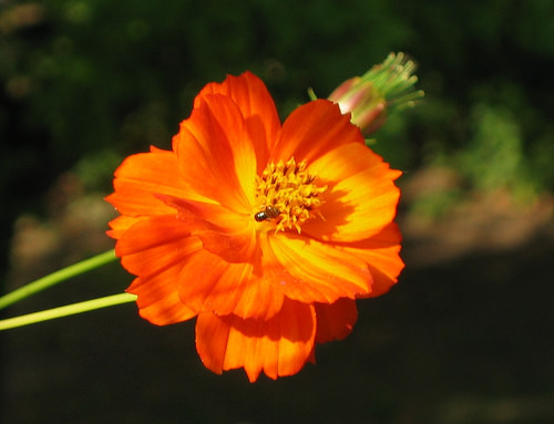 orange flower