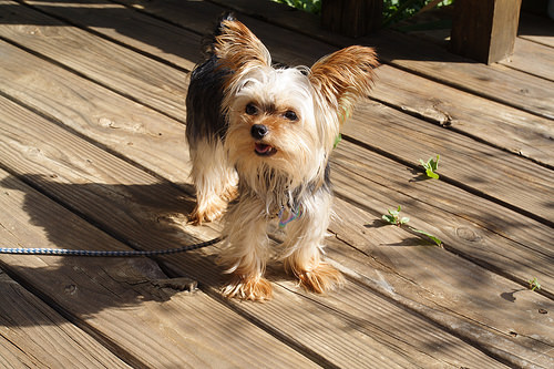 on the deck