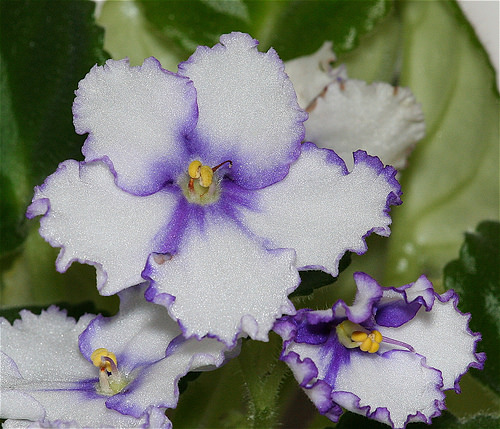 African violet