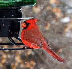 Cardinals in the Snow