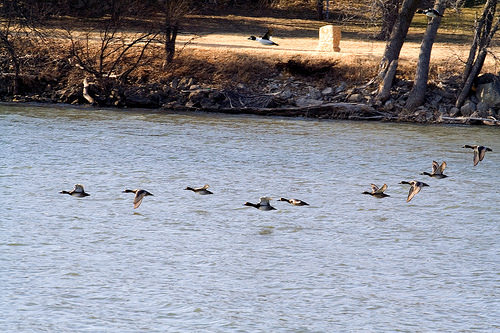 ducks in flight