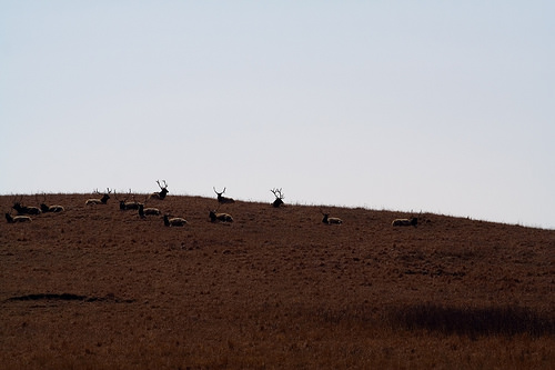 Elk at Maxwell