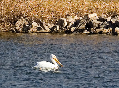 white pelican