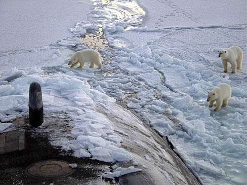 polar bears and submarine