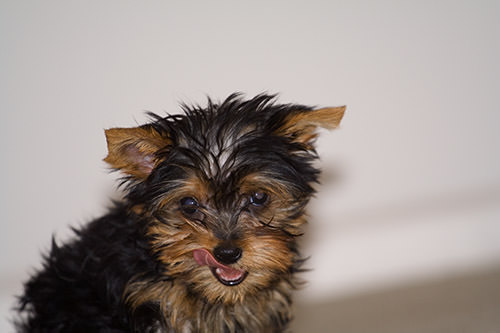 cocoapuff the yorkie