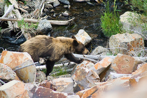 Yellowstone bear