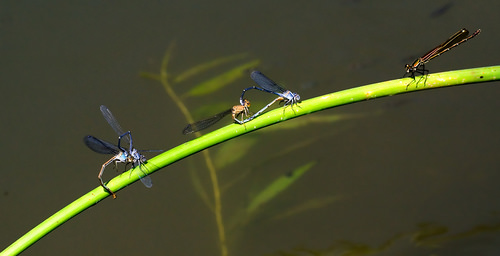 Kanopolis damselfly