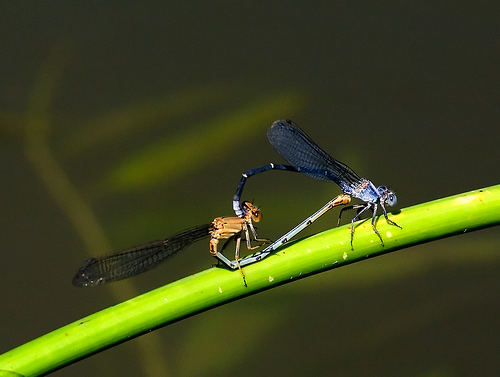 Kanopolis damselfly