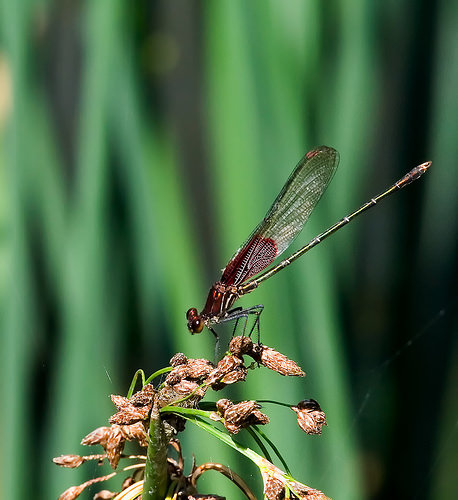 Kanopolis damselfly