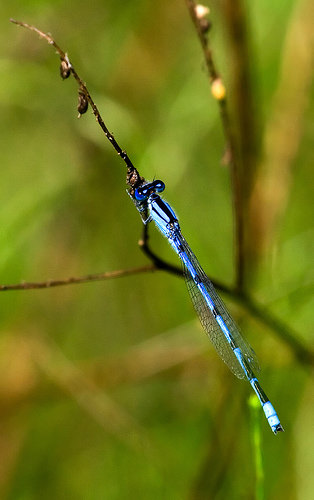 Kanopolis damselfly