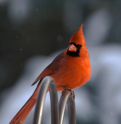 winter bird