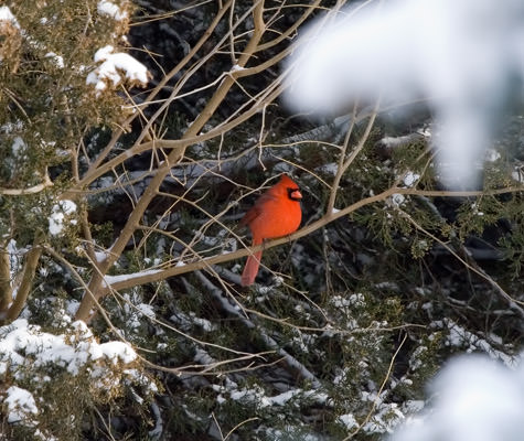 winter bird