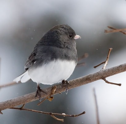 winter bird