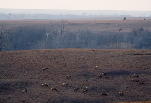 Elk at Maxwell Park