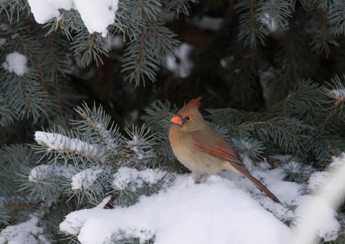 winter snow: cardinal