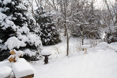 winter snow: back yard