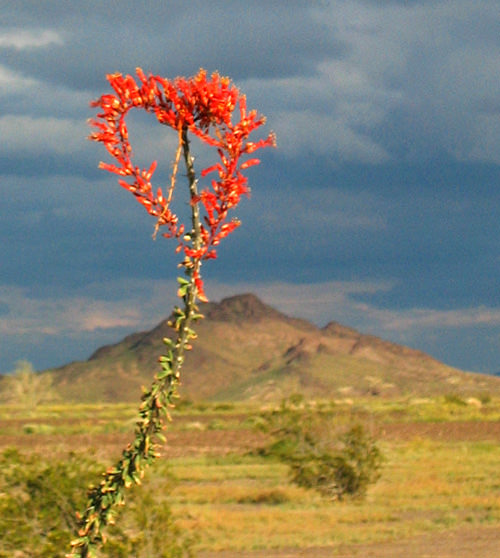 desert valentine