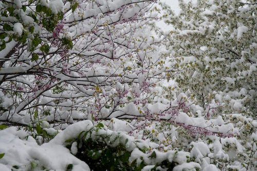 April Snow