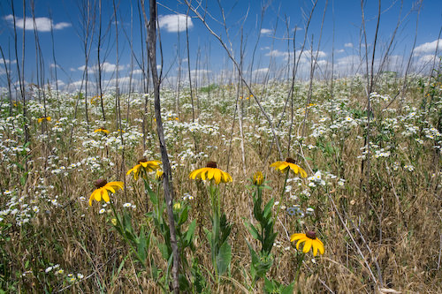 Kansas wildflowers