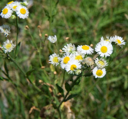 Kansas wildflowers