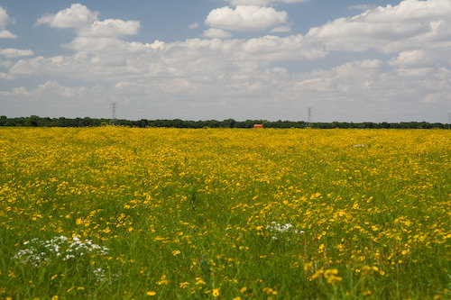 Kansas wildflowers