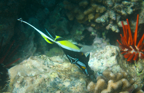 Maui snorkeling