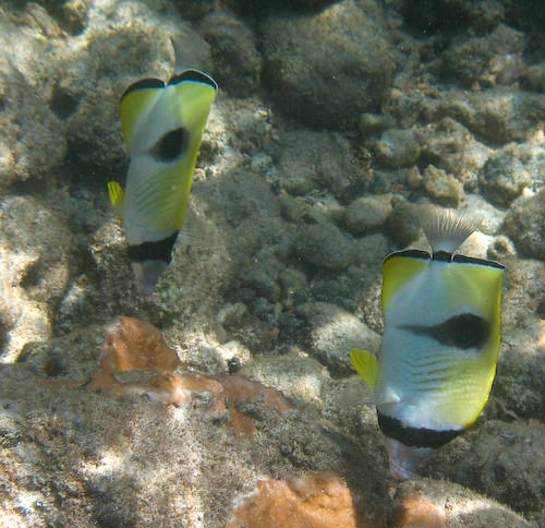 Maui snorkeling