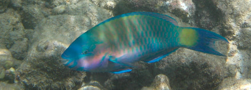 Maui snorkeling