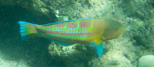 Maui snorkeling