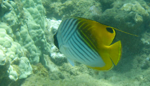 Maui snorkeling