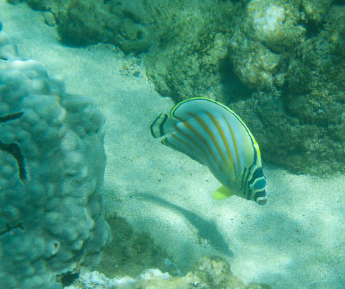 Maui snorkeling