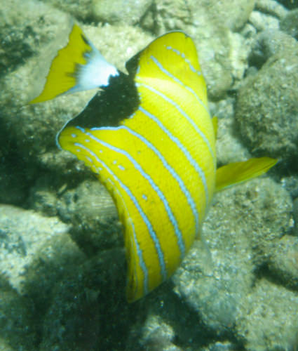 Maui snorkeling