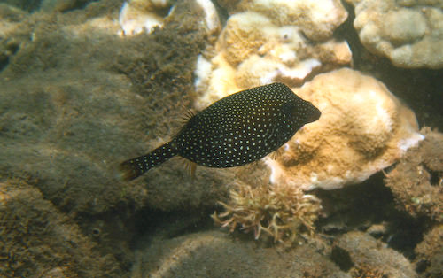 Maui snorkeling