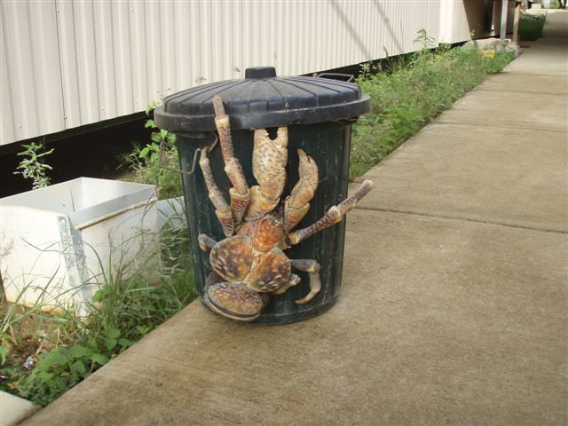 coconut crab