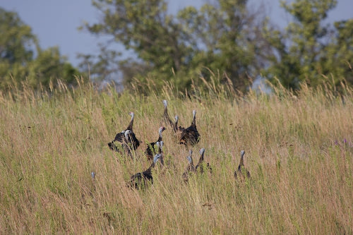 turkeys