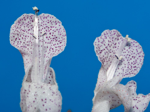 Swedish ivy flowers