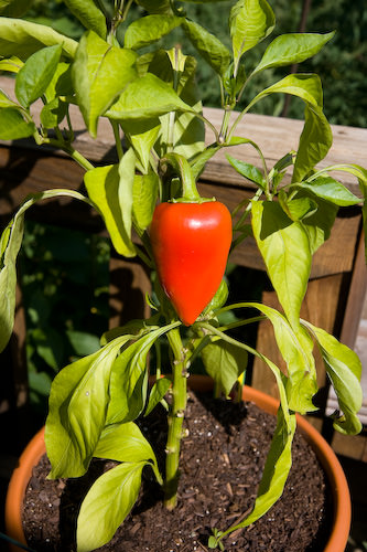 backyard pimento