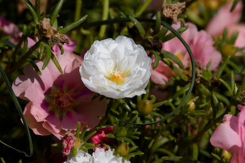 backyard flowers