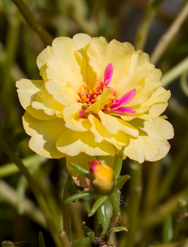 backyard flowers