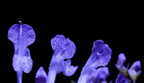 Swedish ivy flowers