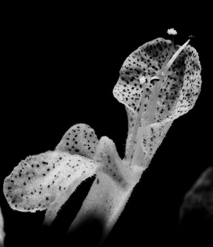 Swedish ivy flowers